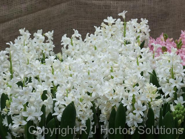 Hyacinths_pinkand white